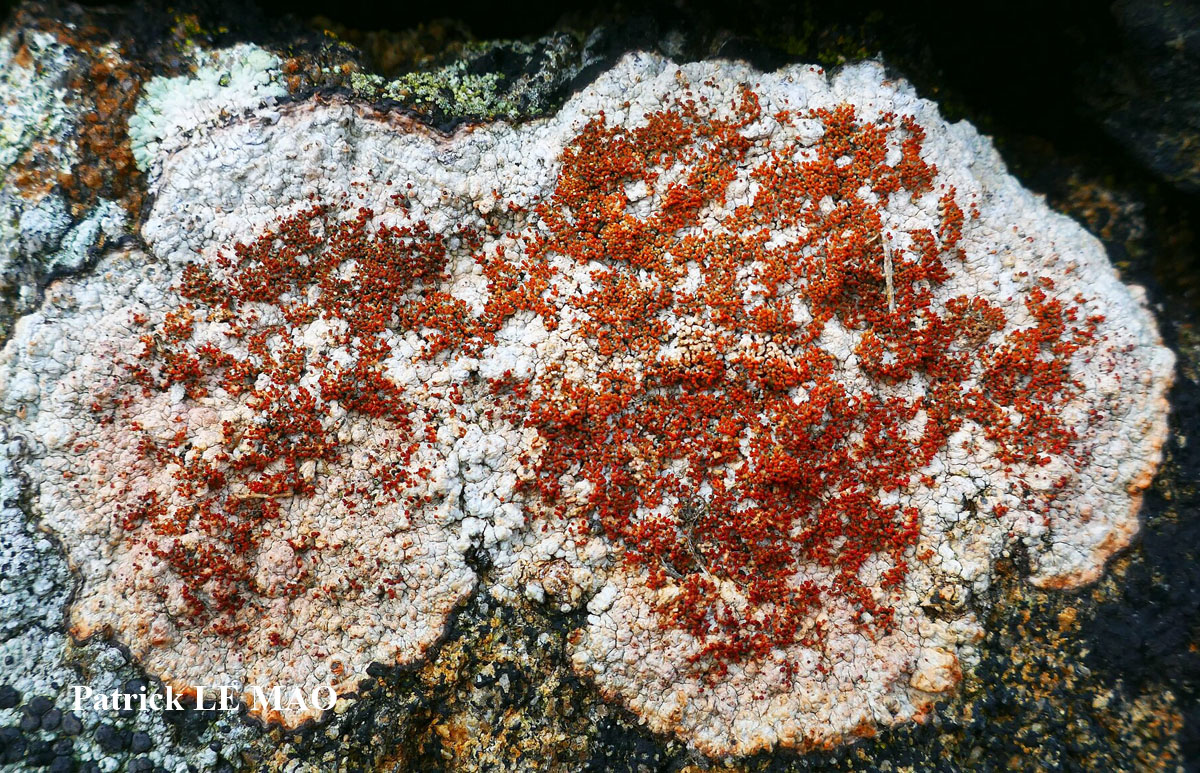 Pertusaria pseudocorallina (Lilj.) Arnold forme maritime à isidies rouges.